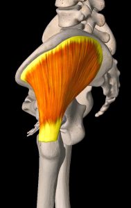 gluteus medius in orange